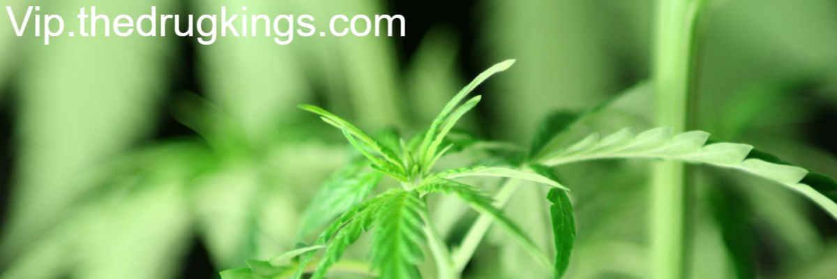 vip.thedrugkings.com